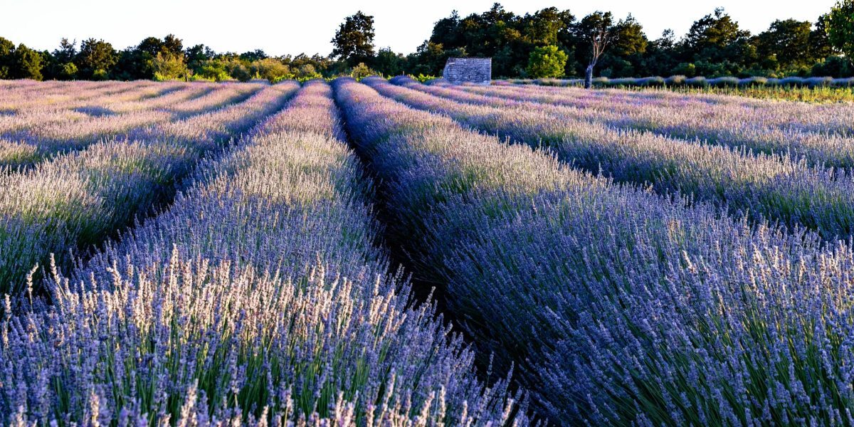 Fermieri și floricultori: 113 mil. euro din fonduri europene