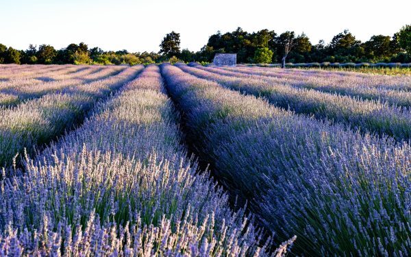 Fermieri și floricultori: 113 mil. euro din fonduri europene