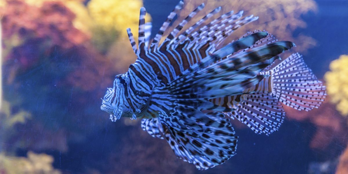 Mediterana, plină de specii noi din cauza încălzirii globale