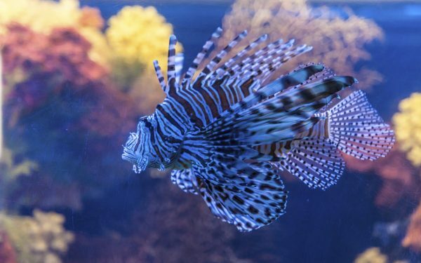 Mediterana, plină de specii noi din cauza încălzirii globale