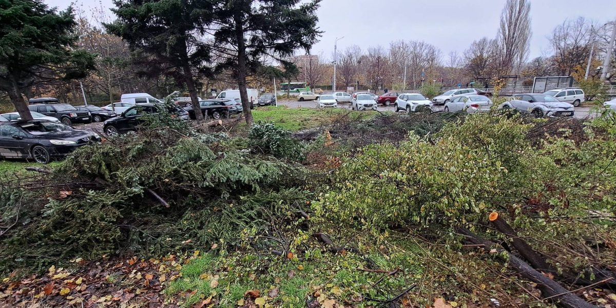 Buzoianu, șoc la Brașov: 5.000 de arbori tăiați ilegal
