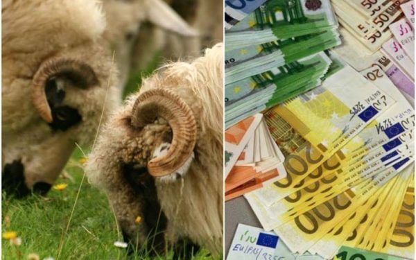 APIA dă 14,61 euro/cap ovine pentru furaje