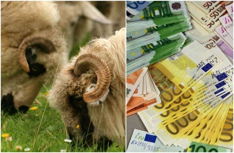 APIA dă 14,61 euro/cap ovine pentru furaje