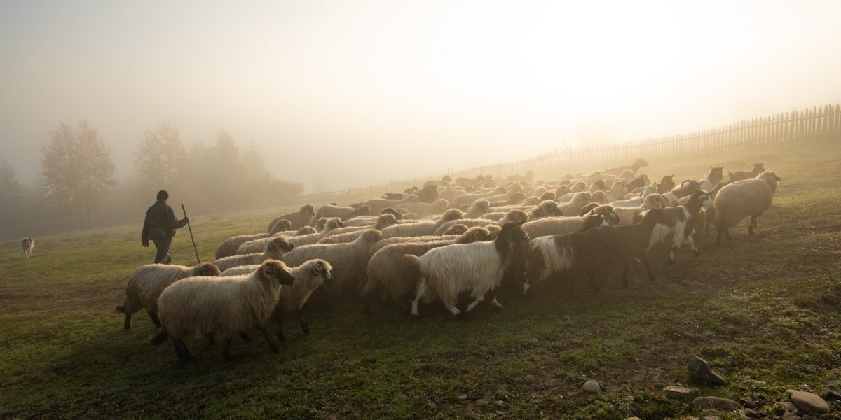 Comisia Europeană aprobă exportul de oi din România