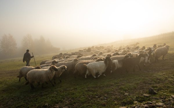 Comisia Europeană aprobă exportul de oi din România