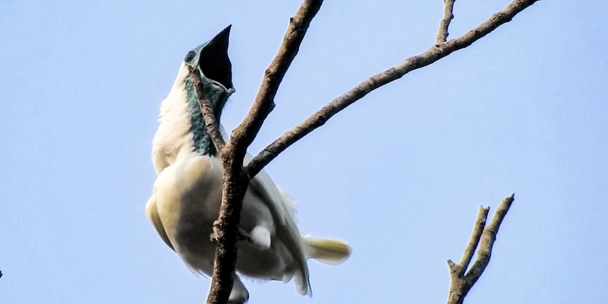 Cele mai zgomotoase păsări: un ciocan pneumatic în natură
