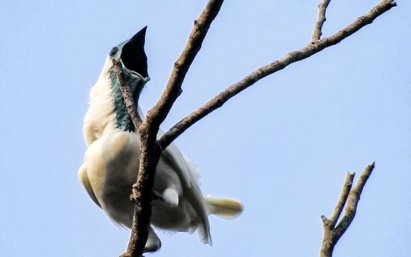 Cele mai zgomotoase păsări: un ciocan pneumatic în natură
